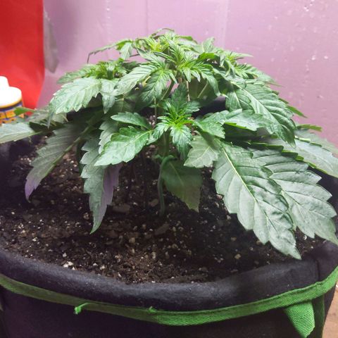 Northern Cheese Haze growlog timeline photo