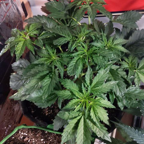 Northern Cheese Haze growlog timeline photo