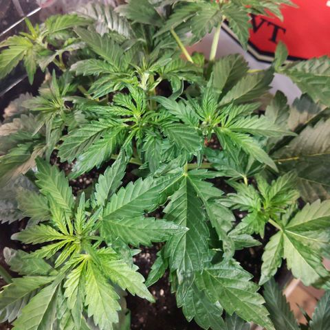 Northern Cheese Haze growlog timeline photo