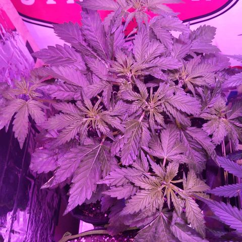 Northern Cheese Haze growlog timeline photo