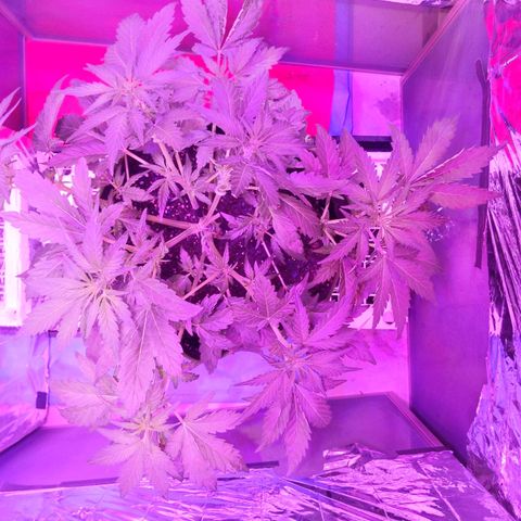 Northern Cheese Haze growlog timeline photo