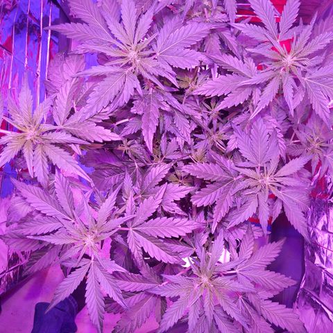 Northern Cheese Haze growlog timeline photo