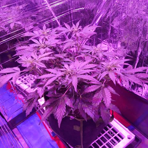 Northern Cheese Haze growlog timeline photo