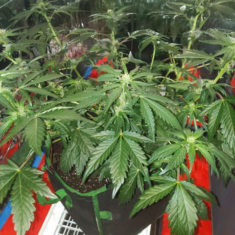 Northern Cheese Haze growlog timeline photo