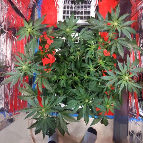 Northern Cheese Haze growlog timeline photo