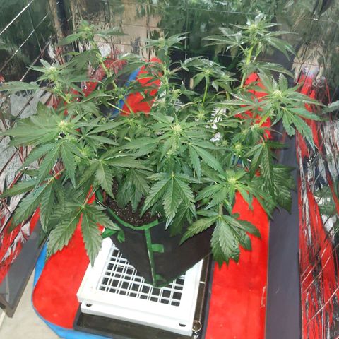 Northern Cheese Haze growlog timeline photo