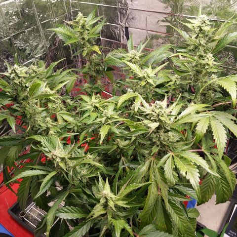 Northern Cheese Haze growlog timeline photo