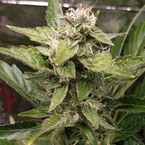 Northern Cheese Haze growlog timeline photo