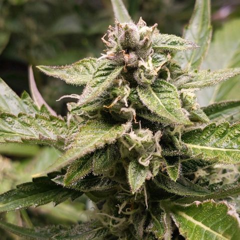 Northern Cheese Haze growlog timeline photo