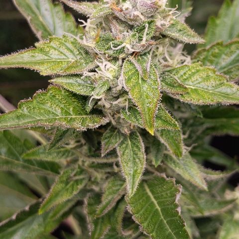 Northern Cheese Haze growlog timeline photo