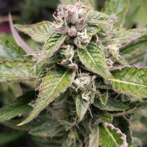 Northern Cheese Haze growlog timeline photo