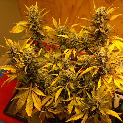 Northern Cheese Haze growlog timeline photo