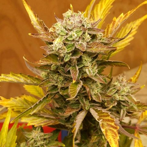 Northern Cheese Haze growlog timeline photo