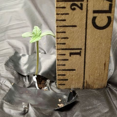 Juicy Fruit Haze Auto 🍑💦🥭 growlog timeline photo