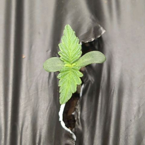 Juicy Fruit Haze Auto 🍑💦🥭 growlog photo: First node is kind of visible.