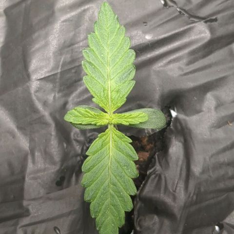 Juicy Fruit Haze Auto 🍑💦🥭 growlog photo: First node is doubling size daily.