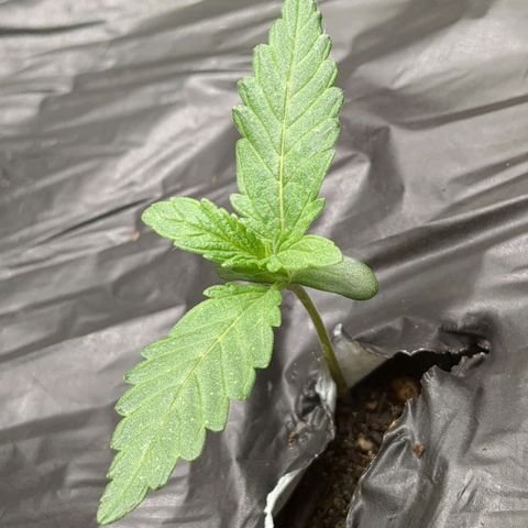 Juicy Fruit Haze Auto 🍑💦🥭 growlog photo: I can see the first set of 3 bladed fan leaves. This is close enough to consider we are in veg.