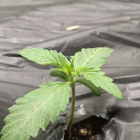 Juicy Fruit Haze Auto 🍑💦🥭 growlog photo: The next node is popping out. The blades of the existing fan leaves are becoming more defined.