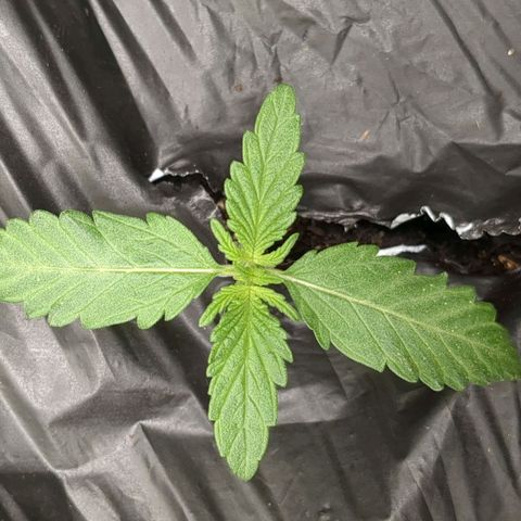 Juicy Fruit Haze Auto 🍑💦🥭 growlog photo: The next node is popping out. The blades of the existing fan leaves are becoming more defined.