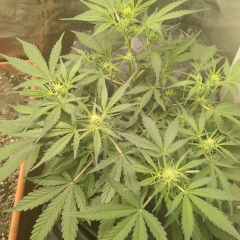Juicy Fruit Haze Auto 🍑💦🥭 growlog timeline photo
