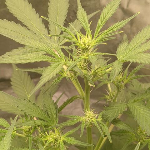 Juicy Fruit Haze Auto 🍑💦🥭 growlog timeline photo