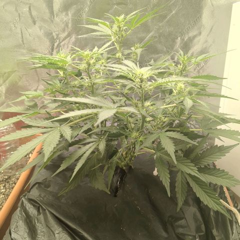 Juicy Fruit Haze Auto 🍑💦🥭 growlog timeline photo