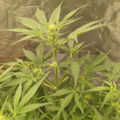 Juicy Fruit Haze Auto 🍑💦🥭 growlog timeline photo