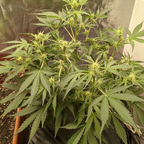 Juicy Fruit Haze Auto 🍑💦🥭 growlog timeline photo