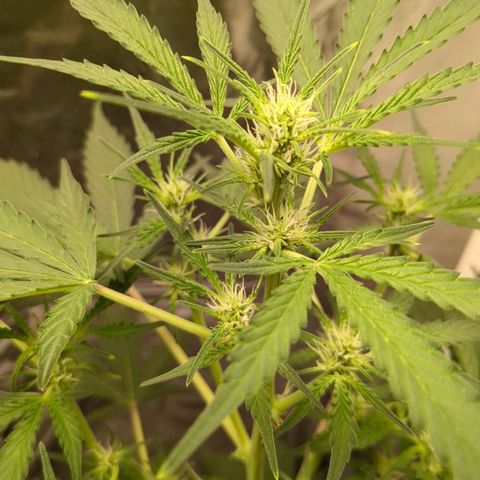 Juicy Fruit Haze Auto 🍑💦🥭 growlog timeline photo