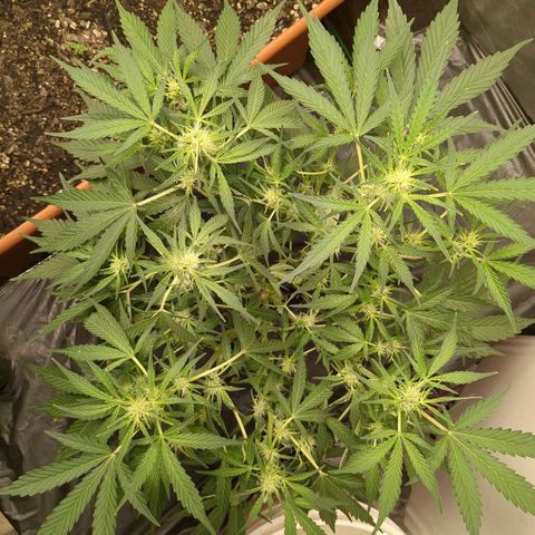 Juicy Fruit Haze Auto 🍑💦🥭 growlog timeline photo