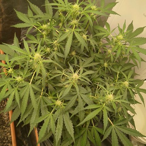 Juicy Fruit Haze Auto 🍑💦🥭 growlog photo: Bud sites everywhere 