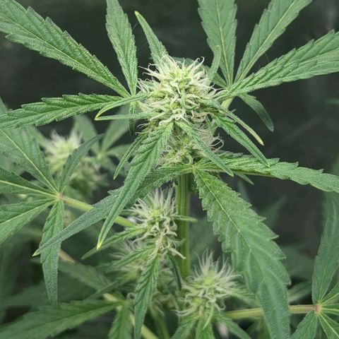 Juicy Fruit Haze Auto 🍑💦🥭 growlog timeline photo
