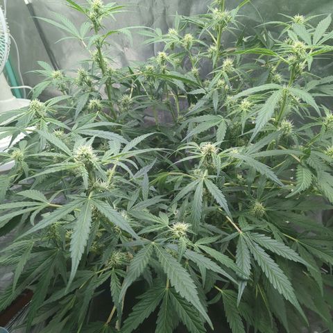 Juicy Fruit Haze Auto 🍑💦🥭 growlog timeline photo