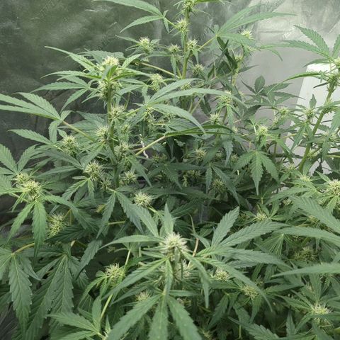 Juicy Fruit Haze Auto 🍑💦🥭 growlog timeline photo
