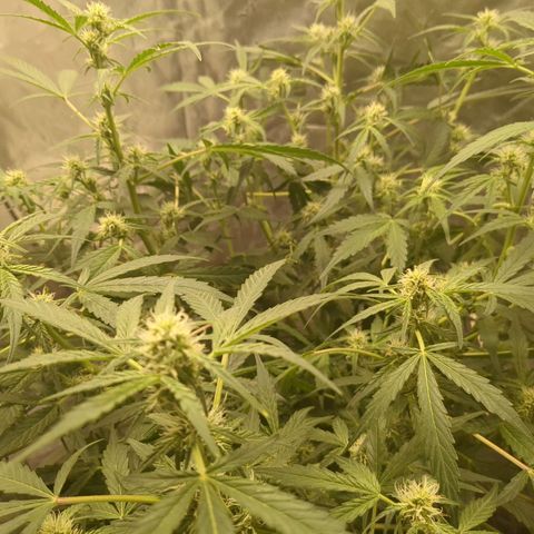 Juicy Fruit Haze Auto 🍑💦🥭 growlog timeline photo