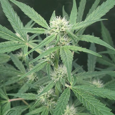 Juicy Fruit Haze Auto 🍑💦🥭 growlog timeline photo