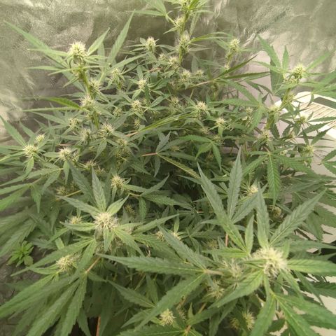 Juicy Fruit Haze Auto 🍑💦🥭 growlog timeline photo