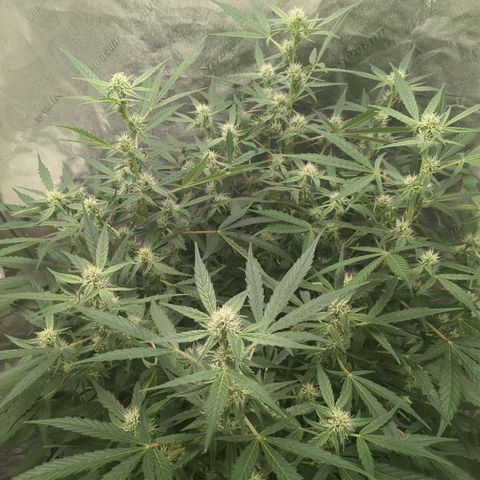 Juicy Fruit Haze Auto 🍑💦🥭 growlog timeline photo