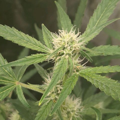 Juicy Fruit Haze Auto 🍑💦🥭 growlog timeline photo