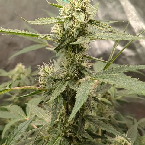 Juicy Fruit Haze Auto 🍑💦🥭 growlog timeline photo