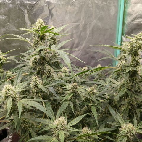 Juicy Fruit Haze Auto 🍑💦🥭 growlog timeline photo
