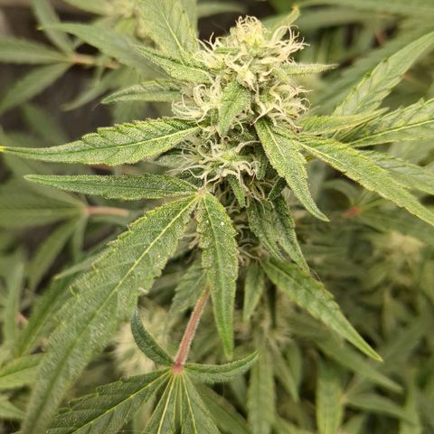 Juicy Fruit Haze Auto 🍑💦🥭 growlog timeline photo