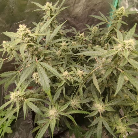 Juicy Fruit Haze Auto 🍑💦🥭 growlog timeline photo