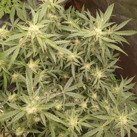 Juicy Fruit Haze Auto 🍑💦🥭 growlog timeline photo