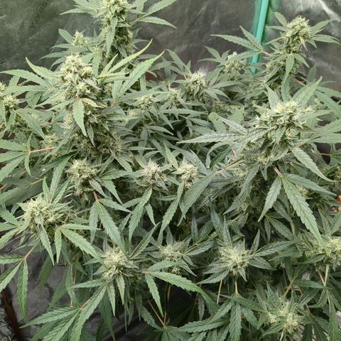 Juicy Fruit Haze Auto 🍑💦🥭 growlog timeline photo