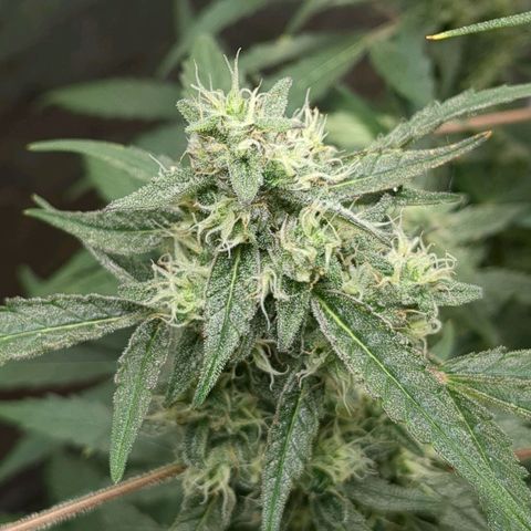 Juicy Fruit Haze Auto 🍑💦🥭 growlog timeline photo