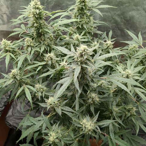 Juicy Fruit Haze Auto 🍑💦🥭 growlog timeline photo