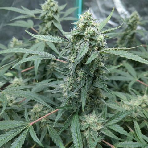 Juicy Fruit Haze Auto 🍑💦🥭 growlog timeline photo