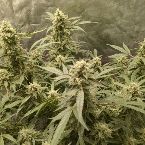 Juicy Fruit Haze Auto 🍑💦🥭 growlog timeline photo