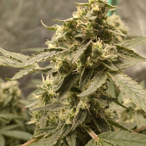 Juicy Fruit Haze Auto 🍑💦🥭 growlog timeline photo